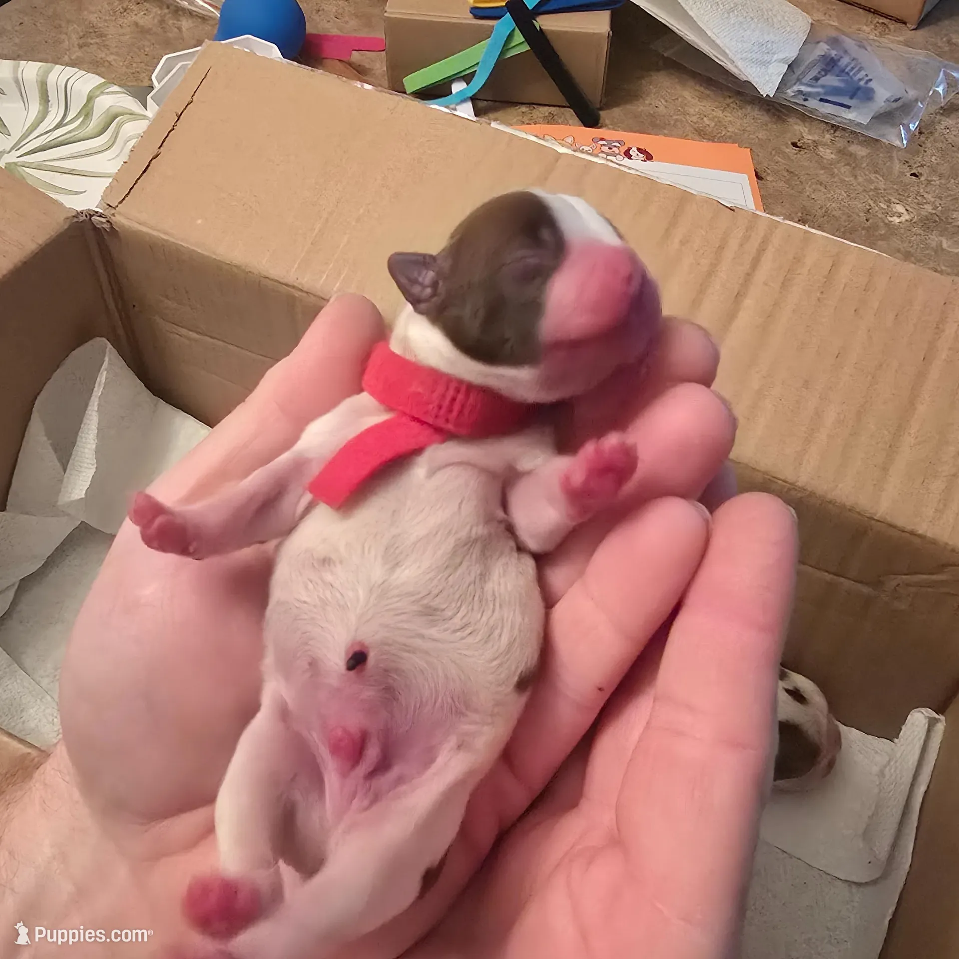 Red boy, a male Boston Terrier for sale in Lithia, FL – Photo 4 of 5