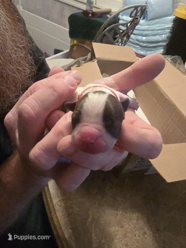Red boy – Boston Terrier puppy for sale in Lithia, FL
