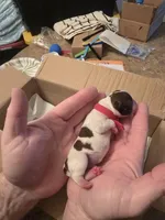 Red boy, a male Boston Terrier for sale in Lithia, FL – Photo 2 of 5