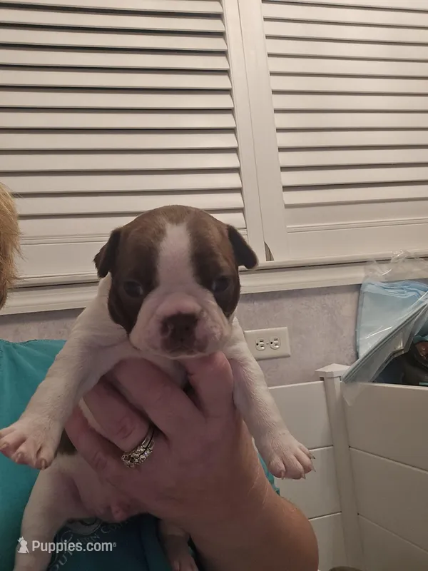 Copper boy – Boston Terrier puppy for sale in Lithia, FL