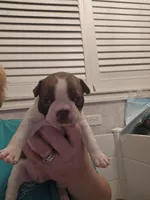 Copper boy, a male Boston Terrier for sale in Lithia, FL – Photo 1 of 5