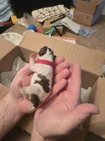 Red boy, a male Boston Terrier for sale in Lithia, FL – Photo 5 of 5