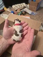 Red boy, a male Boston Terrier for sale in Lithia, FL – Photo 3 of 5