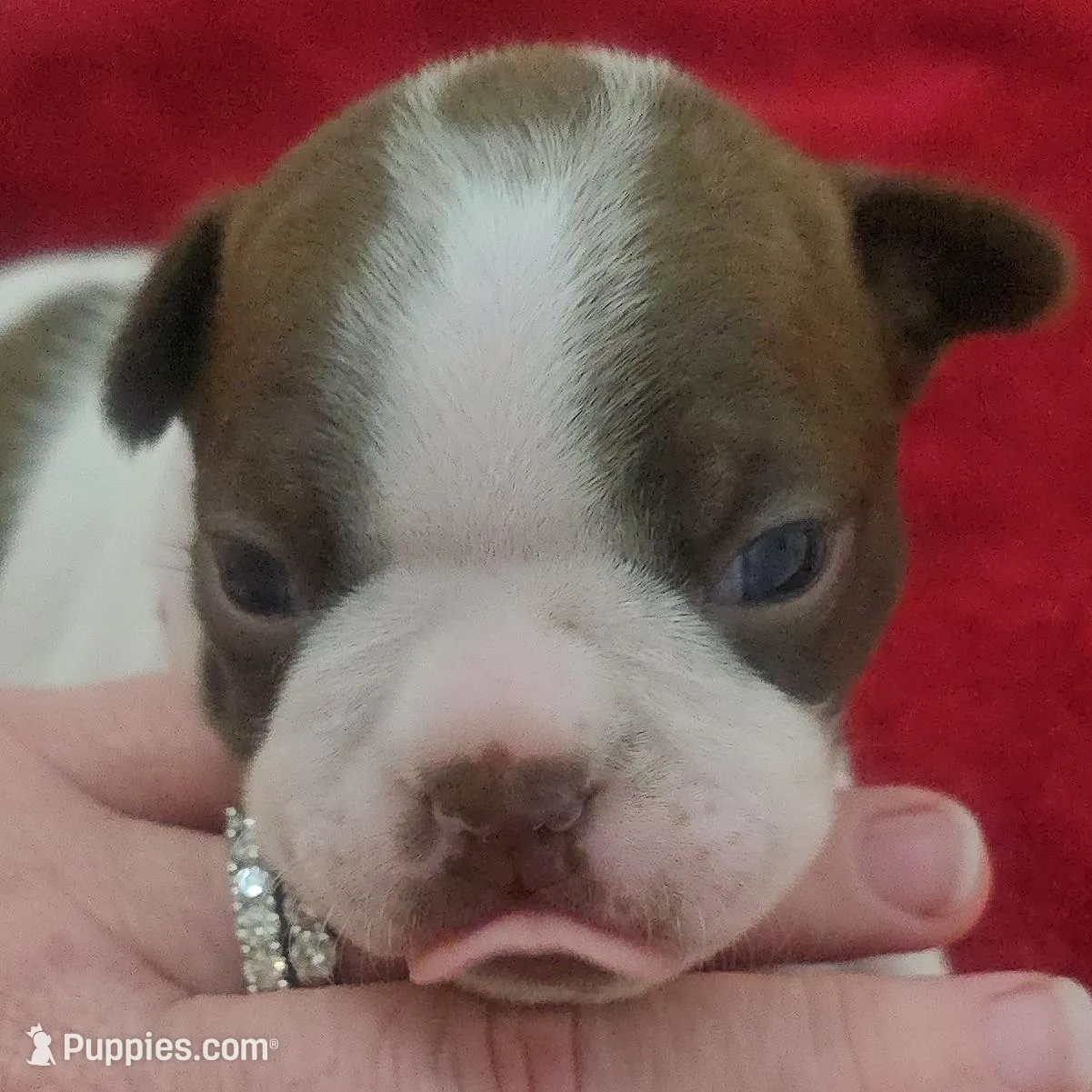 Red boy – Boston Terrier puppy for sale in Lithia, FL