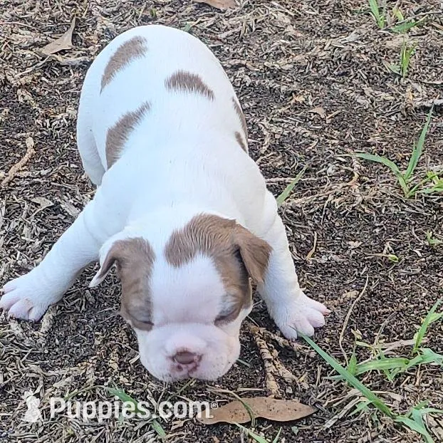 Princess Girl, a female Boston Terrier for sale in Lithia, FL – Photo 2 of 6