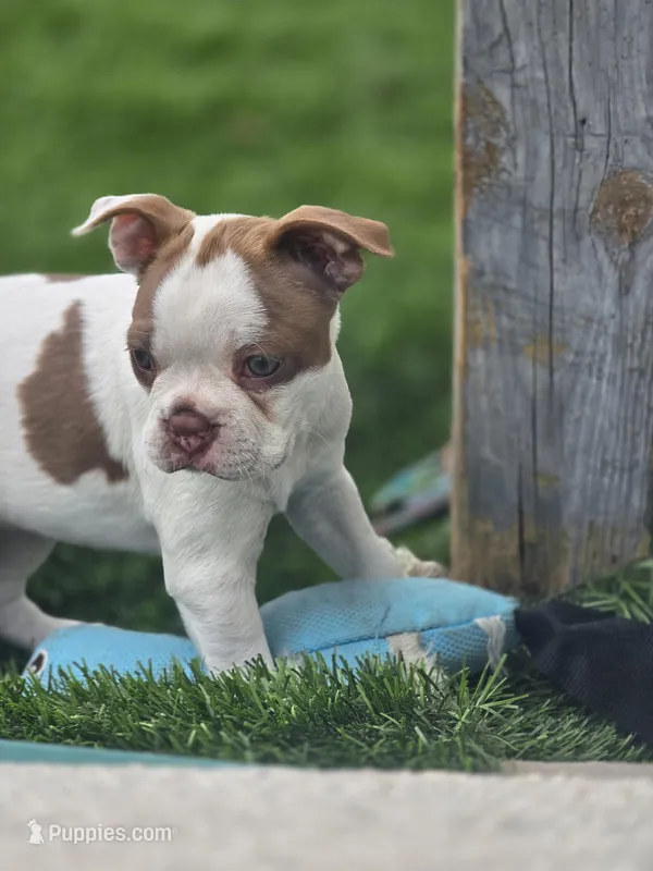 Princess Girl – Boston Terrier puppy for sale in Lithia, FL