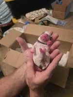 Purple Girl, a female Boston Terrier for sale in Lithia, FL – Photo 6 of 6