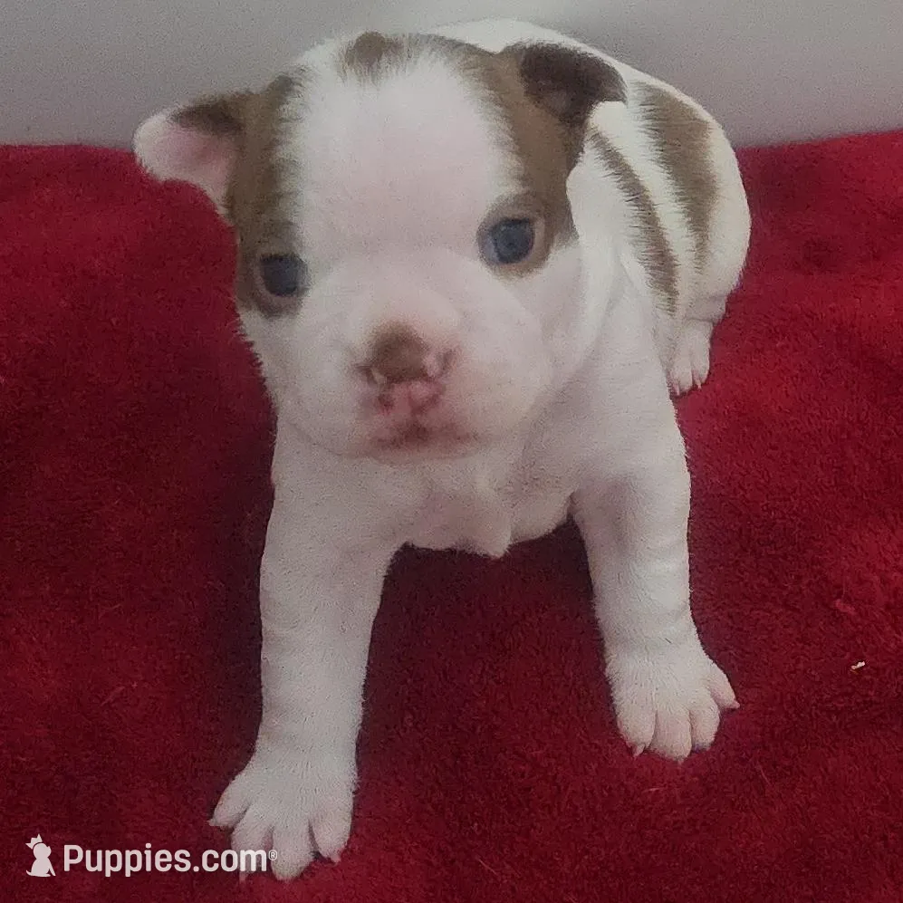 Purple collar Girl – Boston Terrier puppy for sale in Lithia, FL