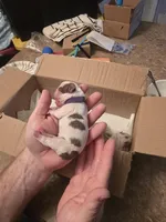 Purple Girl, a female Boston Terrier for sale in Lithia, FL – Photo 3 of 6