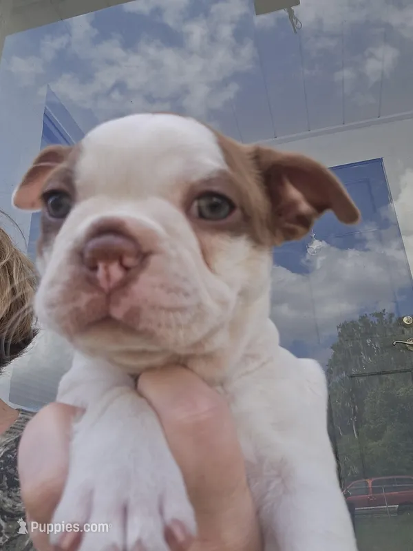 Princess Girl – Boston Terrier puppy for sale in Lithia, FL