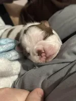 Purple Girl, a female Boston Terrier for sale in Lithia, FL – Photo 1 of 6