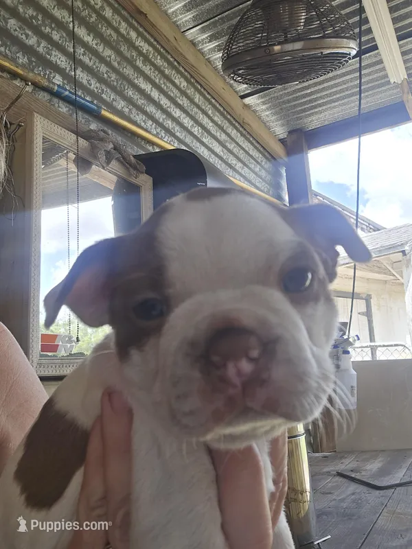 Princess Girl – Boston Terrier puppy for sale in Lithia, FL