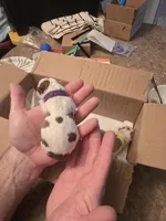 Purple Girl, a female Boston Terrier for sale in Lithia, FL – Photo 4 of 6