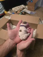 Purple Girl, a female Boston Terrier for sale in Lithia, FL – Photo 5 of 6