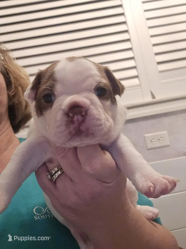 Princess Girl – Boston Terrier puppy for sale in Lithia, FL