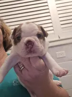 Princess Girl, a female Boston Terrier for sale in Lithia, FL – Photo 1 of 6
