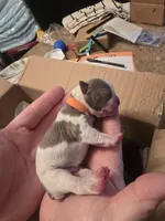 Orange male, a male Boston Terrier for sale in Lithia, FL – Photo 2 of 5