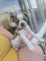 Mac male, a male Boston Terrier for sale in Lithia, FL – Photo 8 of 10