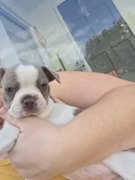 Mac male, a male Boston Terrier for sale in Lithia, FL – Photo 7 of 10
