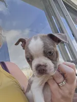 Mac male, a male Boston Terrier for sale in Lithia, FL – Photo 6 of 10