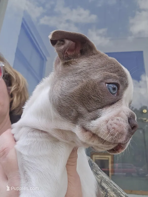 Mac male – Boston Terrier puppy for sale in Lithia, FL