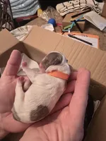 Orange male, a male Boston Terrier for sale in Lithia, FL – Photo 4 of 5