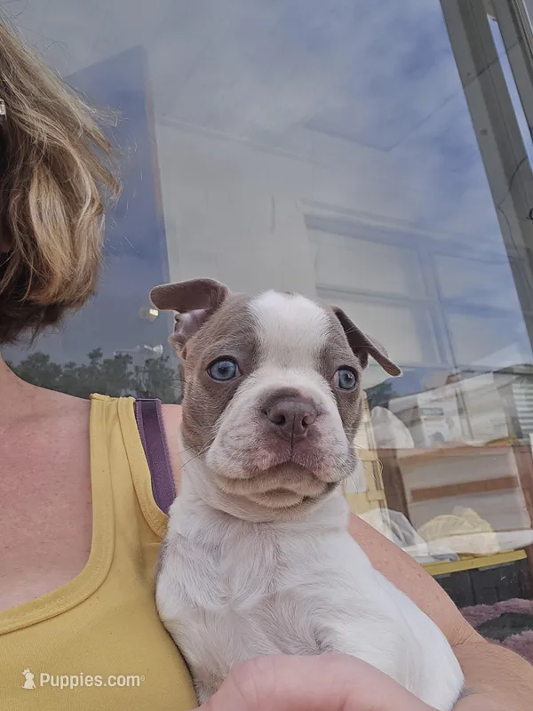 Mac male – Boston Terrier puppy for sale in Lithia, FL