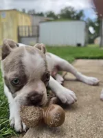Mac male, a male Boston Terrier for sale in Lithia, FL – Photo 3 of 10