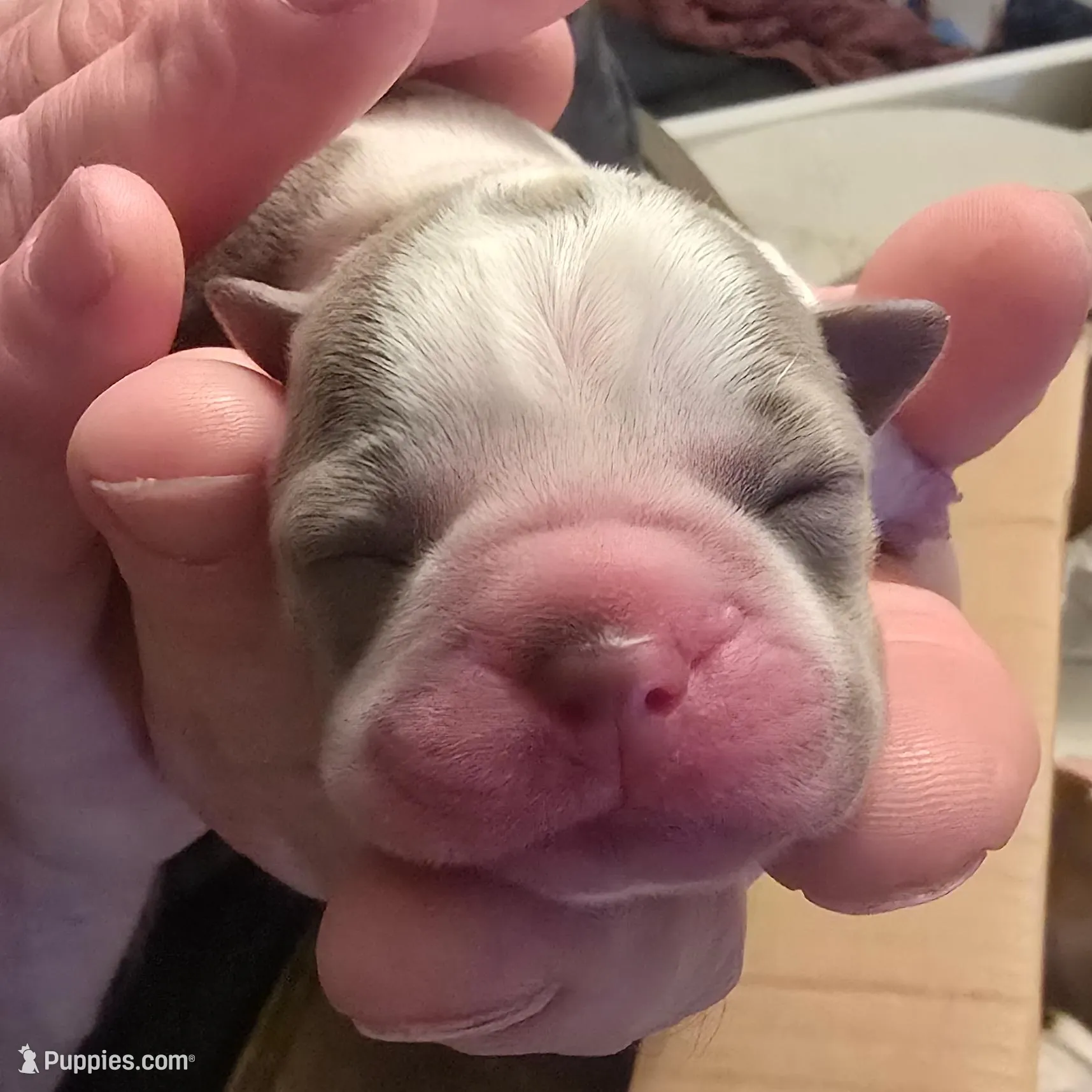 Orange male – Boston Terrier puppy for sale in Lithia, FL