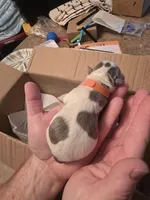 Orange male, a male Boston Terrier for sale in Lithia, FL – Photo 5 of 5