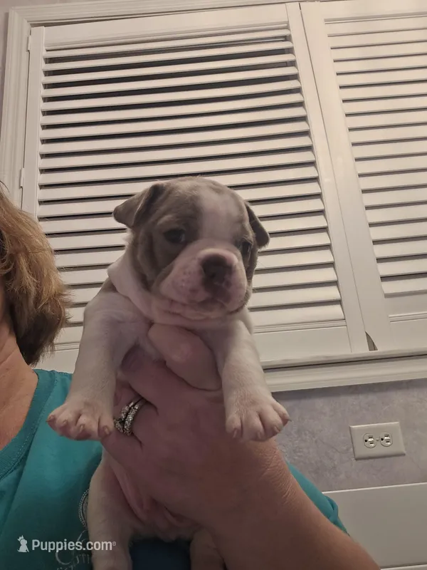 Mac male – Boston Terrier puppy for sale in Lithia, FL