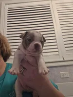 Mac male, a male Boston Terrier for sale in Lithia, FL – Photo 1 of 5