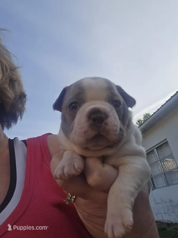 Orange male – Boston Terrier puppy for sale in Lithia, FL
