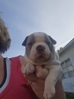 Mac male, a male Boston Terrier for sale in Lithia, FL – Photo 2 of 5