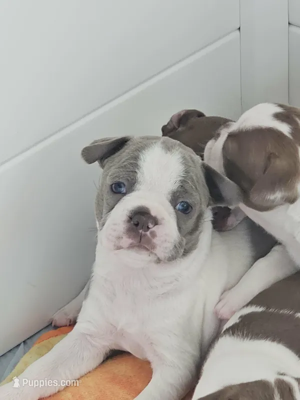 Mac male – Boston Terrier puppy for sale in Lithia, FL