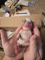 Orange male, a male Boston Terrier for sale in Lithia, FL – Photo 3 of 5