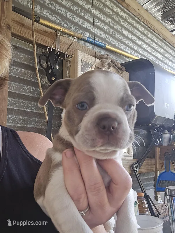 Mac male – Boston Terrier puppy for sale in Lithia, FL