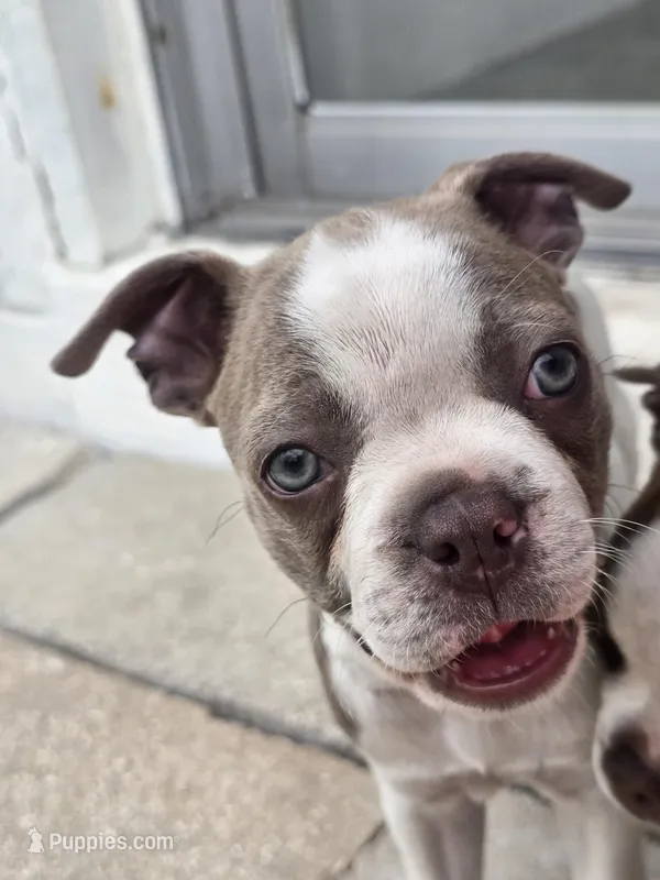 Mac male – Boston Terrier puppy for sale in Lithia, FL