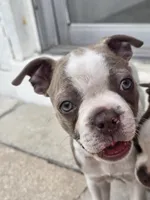 Mac male, a male Boston Terrier for sale in Lithia, FL – Photo 1 of 10