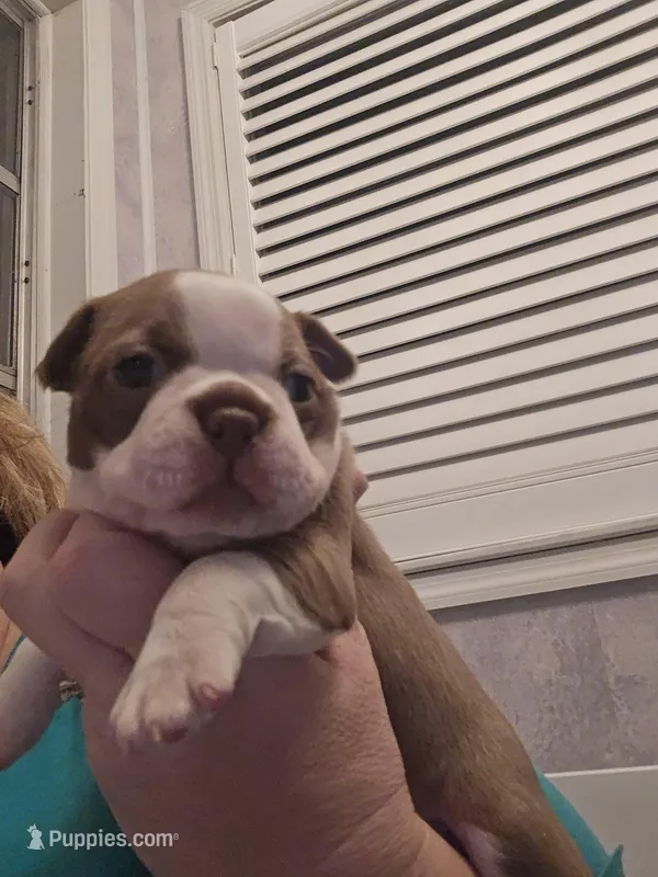 Pinky girl – Boston Terrier puppy for sale in Lithia, FL