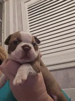 Pinky girl, a female Boston Terrier for sale in Lithia, FL – Photo 1 of 6