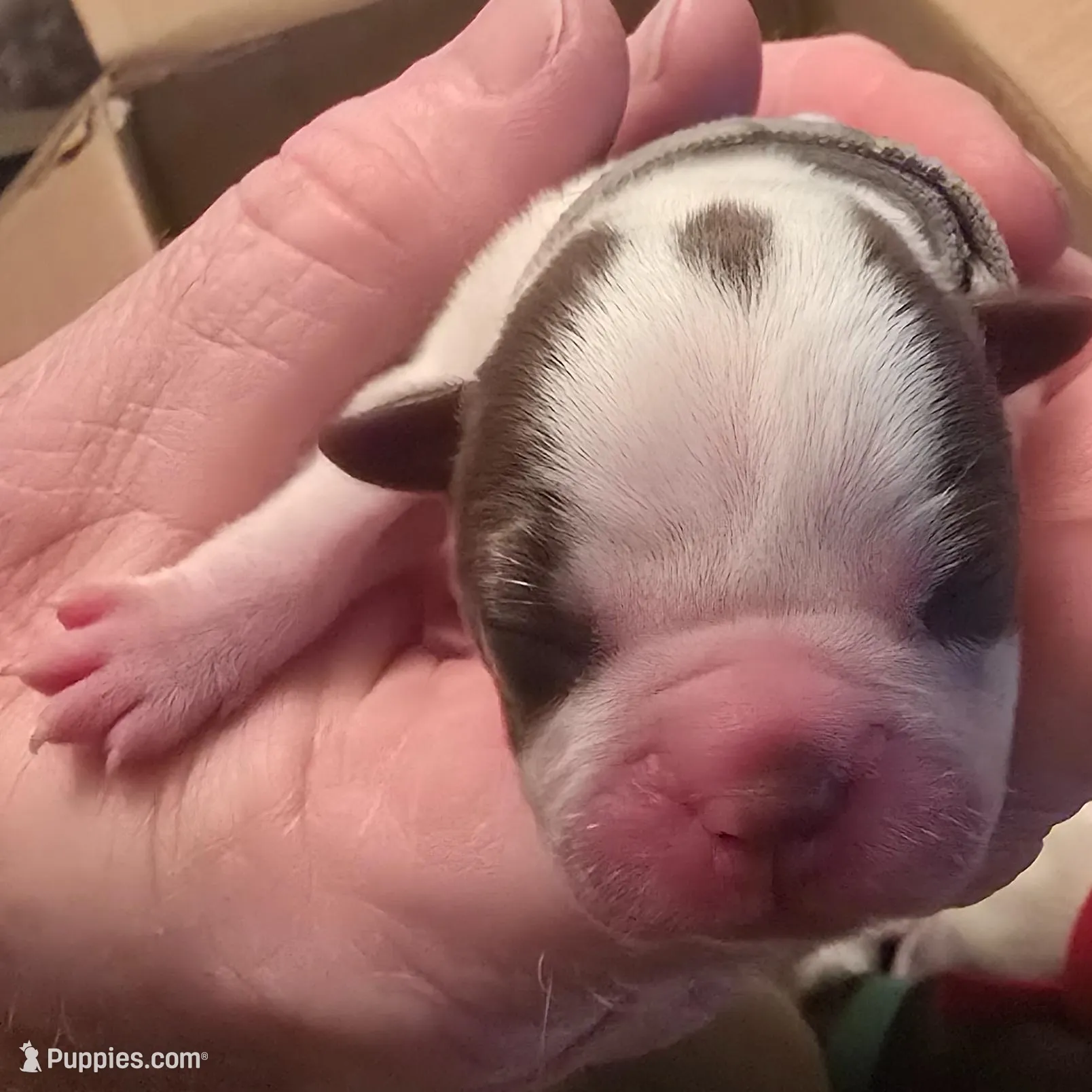 Pink girl – Boston Terrier puppy for sale in Lithia, FL