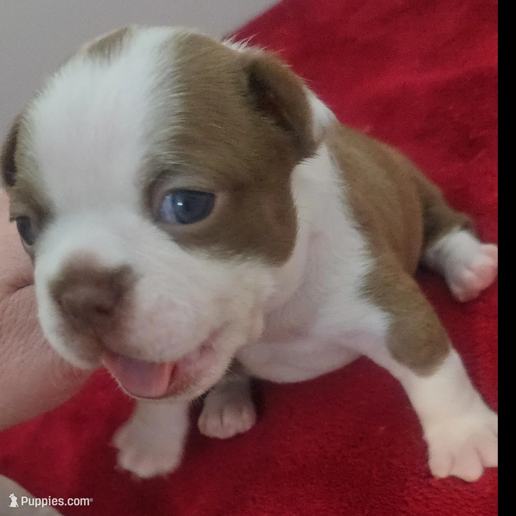 Pink collar girl – Boston Terrier puppy for sale in Lithia, FL
