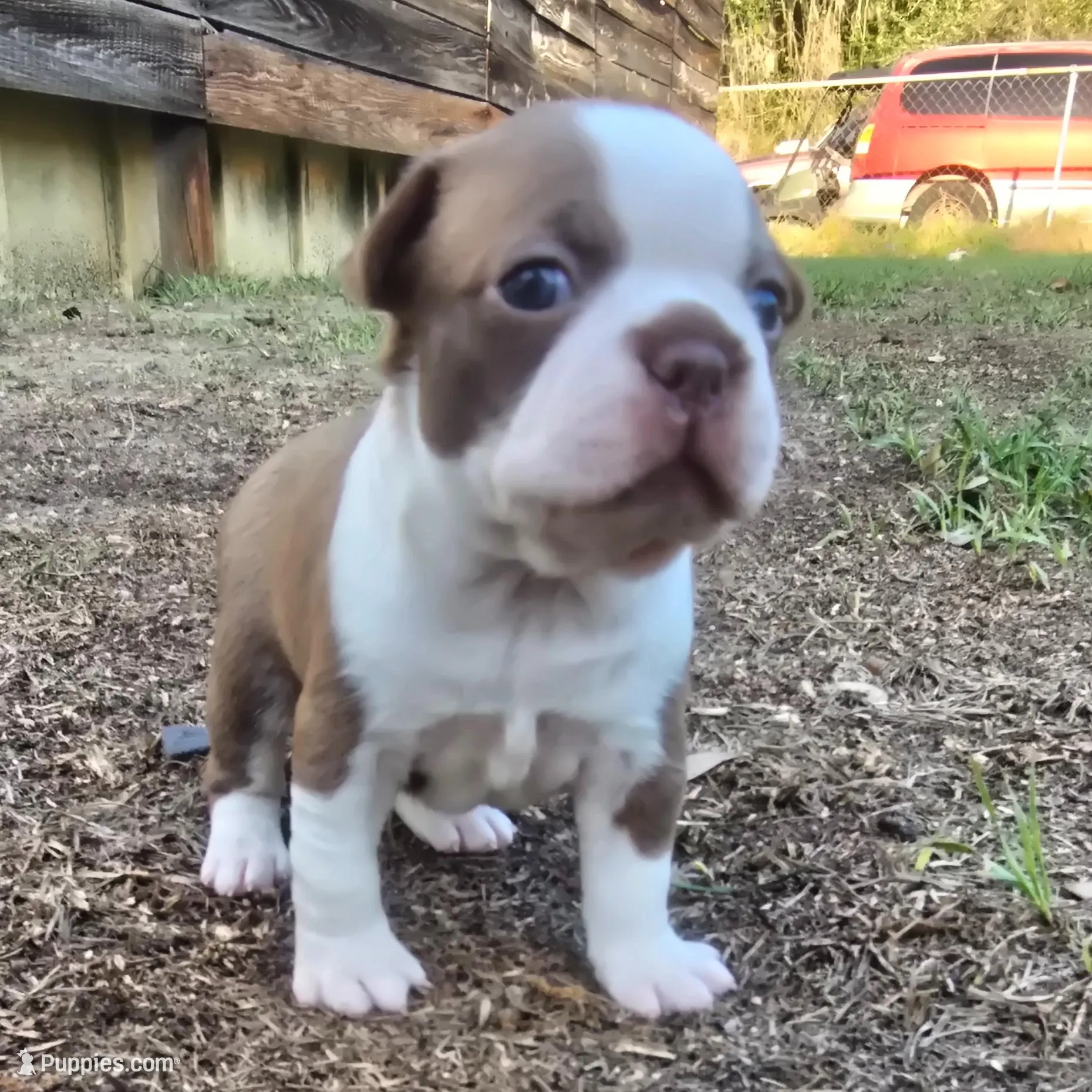 Pink collar girl – Boston Terrier puppy for sale in Lithia, FL