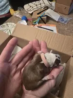 Pink girl, a female Boston Terrier for sale in Lithia, FL – Photo 2 of 6