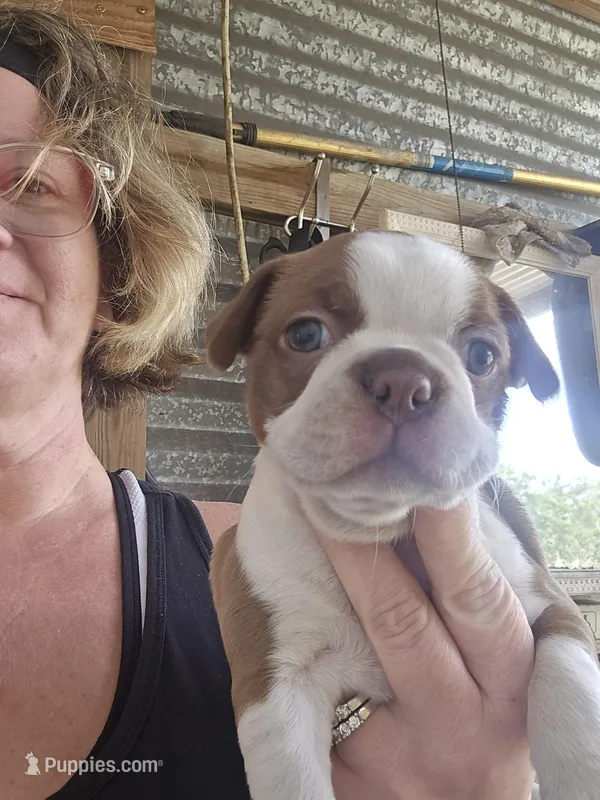 Pinky girl – Boston Terrier puppy for sale in Lithia, FL