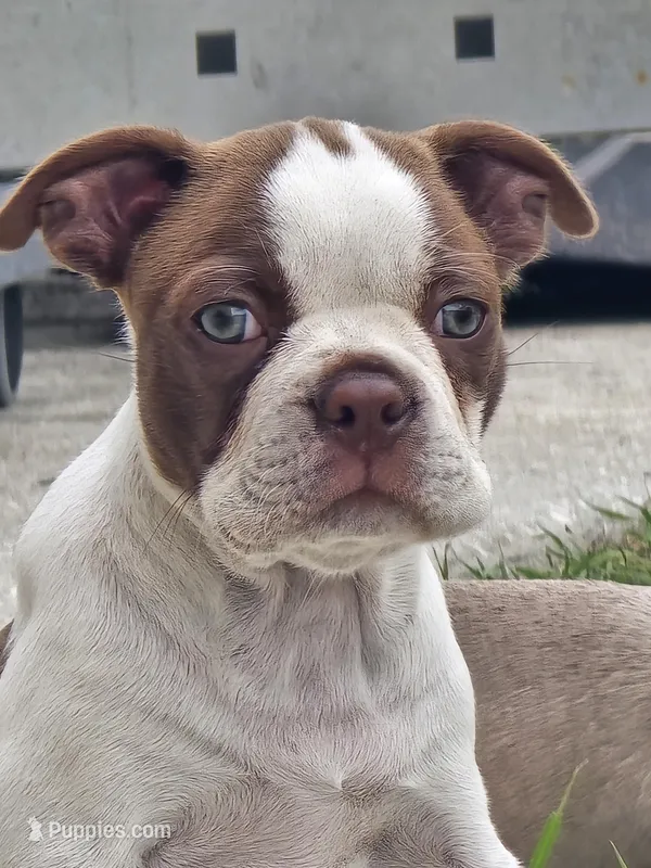 Milo male  – Boston Terrier puppy for sale in Lithia, FL