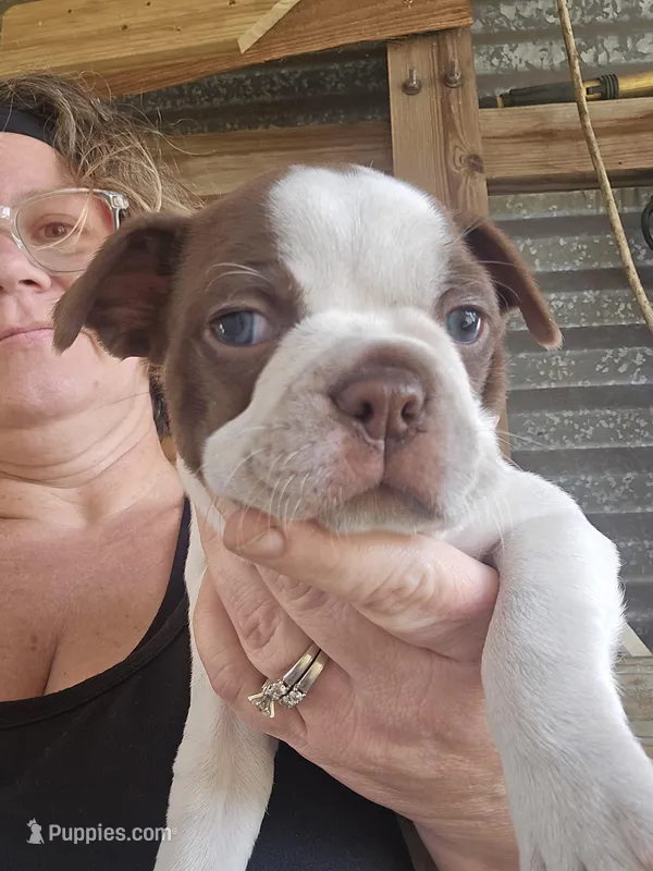 Milo male  – Boston Terrier puppy for sale in Lithia, FL