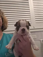 Milo male , a male Boston Terrier for sale in Lithia, FL – Photo 1 of 4