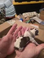 Grey male , a male Boston Terrier for sale in Lithia, FL – Photo 6 of 6